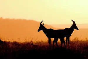 Bare: Topi antelopes (Damaliscus lunatus) against the