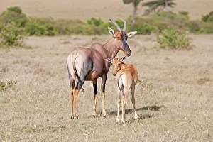 Topis: Topi - With calf