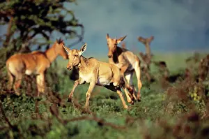 Topis: Topi - calf leaping