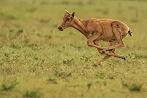 Topis: Topi calf running and pronking in the early morning