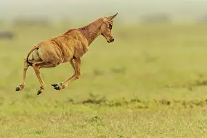 Topis: Topi calf running and pronking in the early morning