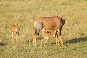 Topi: Topi