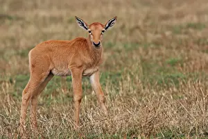 Topi: Topi