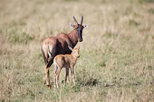 Topi: Topi