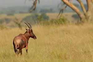 Topi: Topi