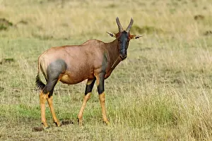 Korrigum: Topi, Damaliscus korrigum, Masai Mara Game