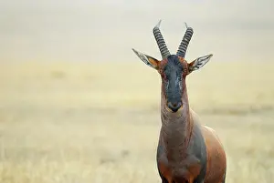 Topi: Topi