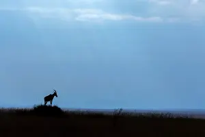 Topi: Topi