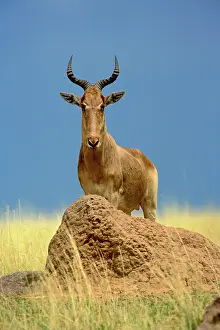 Korrigum: Topi, Damaliscus korrigum. standing guard