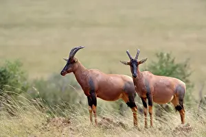 Korrigum: Topi, Damaliscus korrigum. standing guard