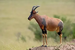 Korrigum: Topi, Damaliscus korrigum. standing guard