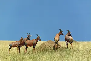 Damaliscus: Topi, Damaliscus korrigum. standing guard