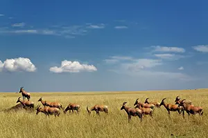 Damaliscus: Topi, Damaliscus korrigum. standing guard