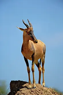 Topi: Topi, Damaliscus korrigum. standing guard