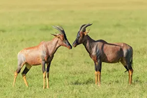 Topi: Topi (Damaliscus lunatus) Antelope, two animal