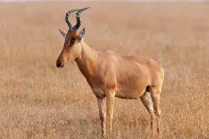 Lunatus: Topi