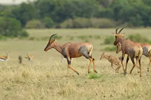 Topi: Topi