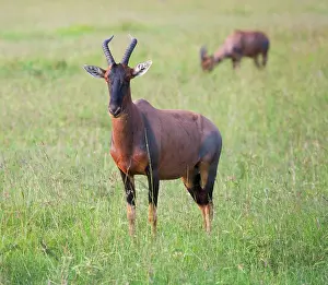 Lunatus: Topi (Damaliscus lunatus), Maasai Mara National