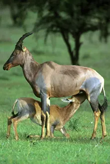 Nurturing: Topi, (Damaliscus lunatus), mother nursing