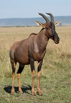 Topi: One Topi Damaliscus lunatus standing Masai Mara