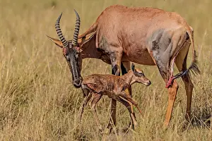 Topis: Topi newborn baby being groomed by mother