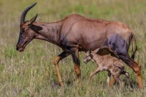 Topis: Topi newborn baby being groomed by mother
