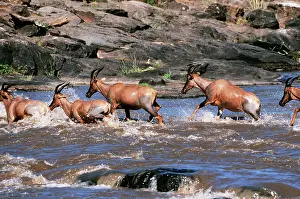 Topis: TOPI - five running through water