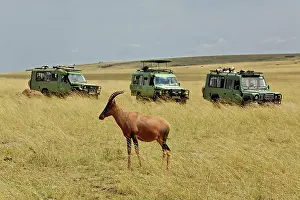 Damaliscus: Topi and three safari vehicles, Damaliscus