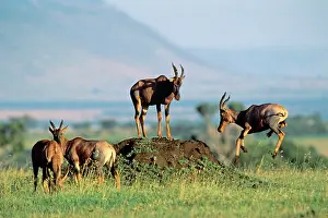 Topis: Topi - small group - one leaping