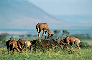 Topis: Topi - small group - one rubbing face on dirt mound