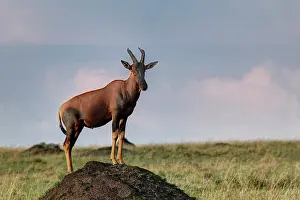 Termite: Topi standing guard on termite mound, Maasai