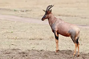 Topis: Topi - standing on low mound