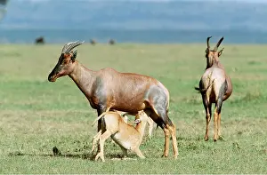 Antelopes: TOPI - with suckling calf