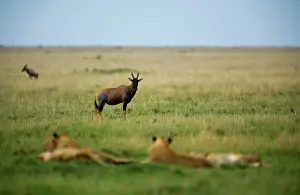 Topi: Topi - watching lions