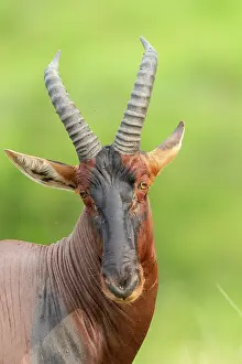 Topi: Topis (Damaliscus korrigum), Grazing the lush grasslands