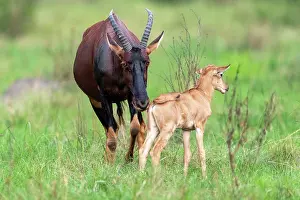Topi: Topis (Damaliscus korrigum), Mother and baby grazing