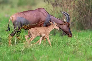 Topi: Topis (Damaliscus korrigum), Mother and baby grazing