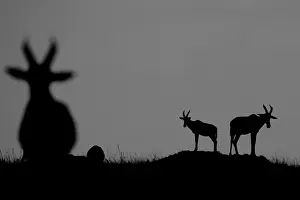 Topis: Topis silhouette