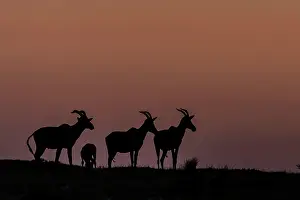 Korrigums: Topis silhouette at dawn Masai Mara National Reserve, Kenya