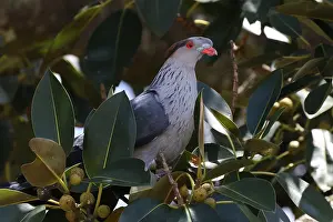 Antarcticus: Topknot Pigeon
