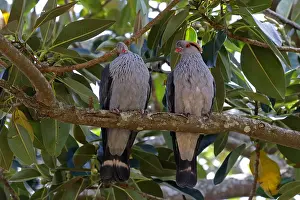 Antarcticus: Topknot Pigeon