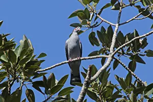Antarcticus: Topknot Pigeon