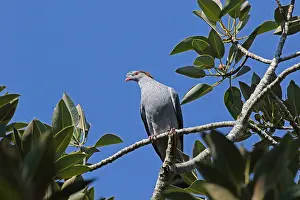 Antarcticus: Topknot Pigeon