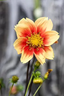 Calais: Topmix dwarf dahlia flower in summer, Pas de Calais