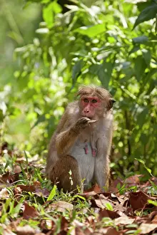 Putting: Toque Macaque - on ground putting food in mouth