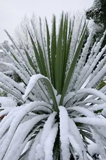 Australis: Torbay palm with snow