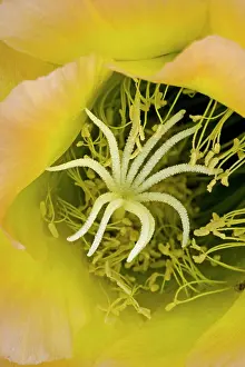 Torch: Torch Cactus (Hybrid) - not native to Arizona