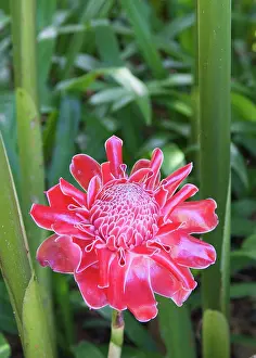 Torch: Torch Ginger - Flower