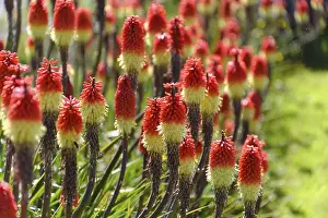 Home: Torch lilies (Kniphofia) at a house near Portree