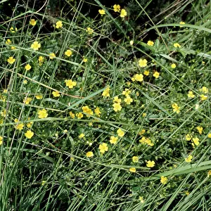 Potentilla: Tormentil